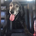 El Perro Lo - @kevin_perro_lo_12 - Instagram