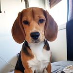Kevin Adrian - @kevinperrodragon - Instagram