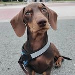KEVIN - @kevin_el_perro_salchichaa - Instagram