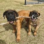 Kevin & Perry - @kevinandperryboerboels - Instagram