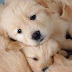 Kevin Polson - @kevlikespuppies - Instagram