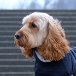 Kevin Ricks - @burlingtonbernie - Instagram