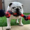 kevinrischling - @bertie_the_bulldog - TikTok
