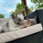 Kevin & Rupert 🐾 - @kevin_and_rupert - Instagram