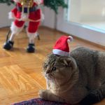 ❤️Cat Kevin❤️ - @kevinrybakov - Instagram