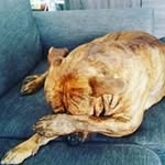 kevin schepers - @schepers.kevin88 - Instagram