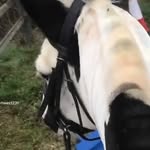 @kevin_show_pony - Instagram