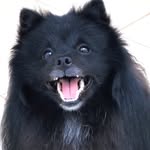 Kevin - @kevin.spitzfox - Instagram