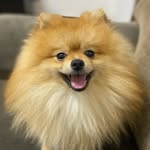 Kevin - @kevinspitzalemao - Instagram