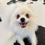 Kevin - @kevinspitzdog - Instagram