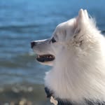 Kevin The Spitz - @kevthespitz - Instagram
