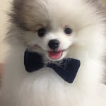 Kevin Thomas - @kevin_thomas_spitz - Instagram