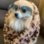 Kevinho ❤️🐶🇧🇷 - @kevin_spitzdog - Instagram