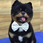 Spitz Kevin Da Maison - @kevin_spitz_alemao - Instagram