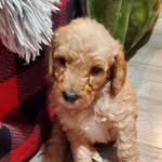 Kevin Storer - @kevin_thedoodle2022 - Instagram