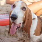 Kevin Stumpf 🇿🇦 - @kevinthebasset - Instagram