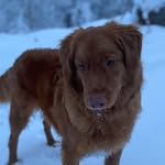 Kevin the Toller - @kevin_tollerking - Instagram
