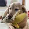 Dog - @tomeskevin - TikTok