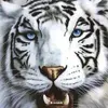 Kevin Torrez - @kevin.torrez225 - TikTok