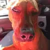 kevintrauger - @kevintrauger - TikTok