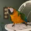 Kevin Weese - @kevinweese - TikTok