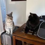 Kevin Collins - @bebe_and_winnie_and_kevin - Instagram