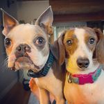 Winnie Cooper and Kevin Arnold - @winnie_the_mini_and_kevin - Instagram