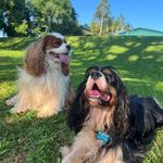 Winnie e Kevin Arnold🐶🐶 - @winnie_kevin_cav - Instagram