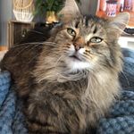 Kevin Aasli-wulff - @aasliwulff - Instagram