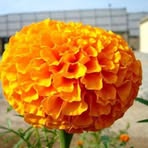 Khadija Bibi - Facebook