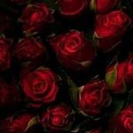 Khaled Salameh - @khaled.salameh.5249 - Instagram