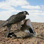 بو خلفان - @mubarak_khalfan - Instagram
