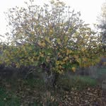 Khalid Alim - @khalid.alim.16 - Instagram