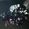 Khalid Betta - @khalid_betta - TikTok