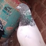 @khalid_pegion_lower - Instagram
