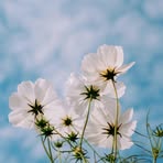 Khalid Sheikh - Facebook