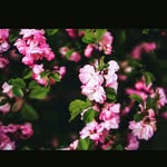Khalida Saeed - @khalida9849 - Instagram