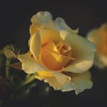 KhalidaSaeed Saeed - @khalidasaeedsaeed - Instagram