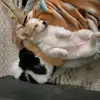 Rocky&Jax_MalchiPups - @khalilahmiller3 - TikTok