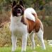 Khalli Pets - Facebook