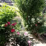 Khalil Shah - @khalil.shah.1420 - Instagram