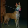 شکاری 🐗 - @kharihuntingclub1 - TikTok