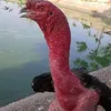 khiet le - @user13839491060613 - TikTok