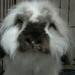 khoatu_therabbit - @khaotu_therabbit - Instagram