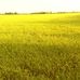 Khuong Thach - Facebook