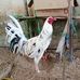 Khuong Thach - Facebook