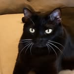 Kia 🖤 - @kiablackcat - Instagram