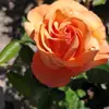 kiag333 - @kiagordon90 - TikTok