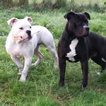 my gorgeous pups🐶🔥 - @kiajohnstone1 - Instagram