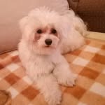 Kia - @kialittledog - Instagram